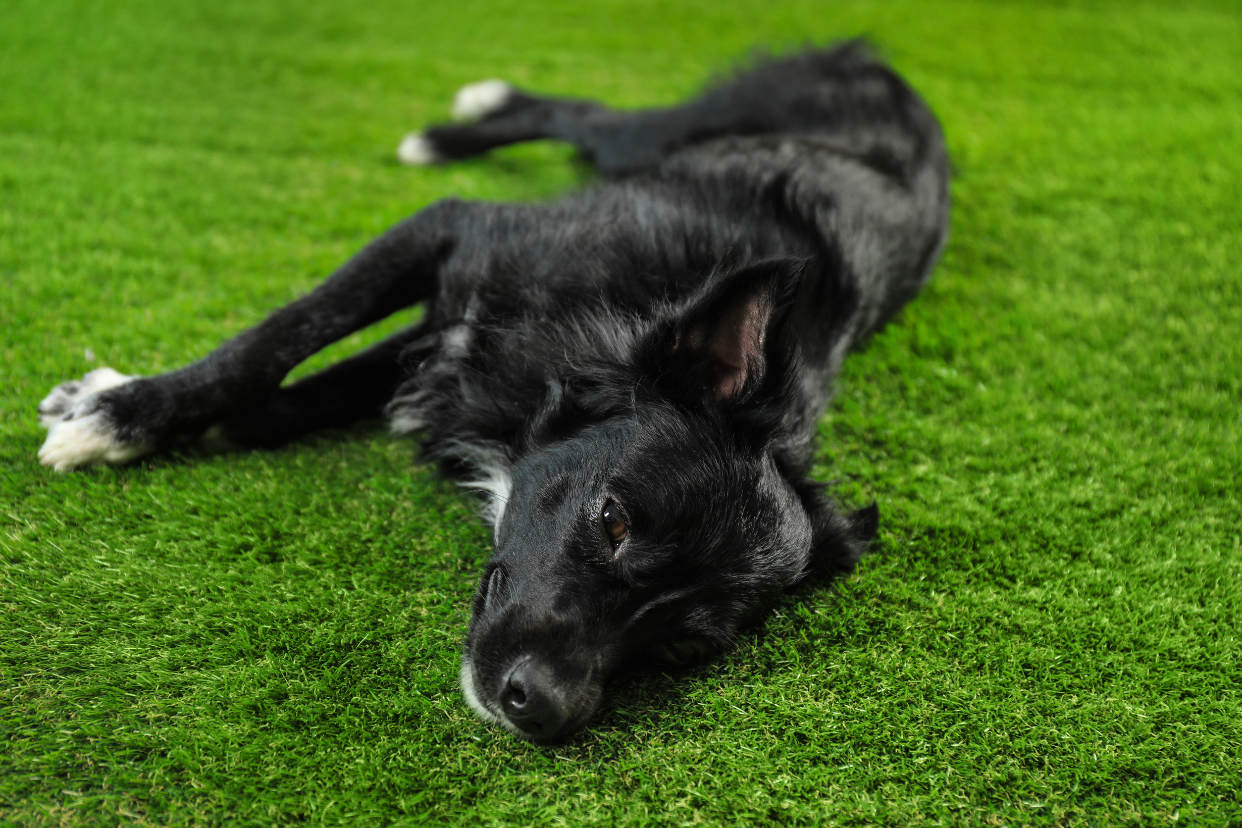 Happy dog on artificial turf in a Tucson backyard