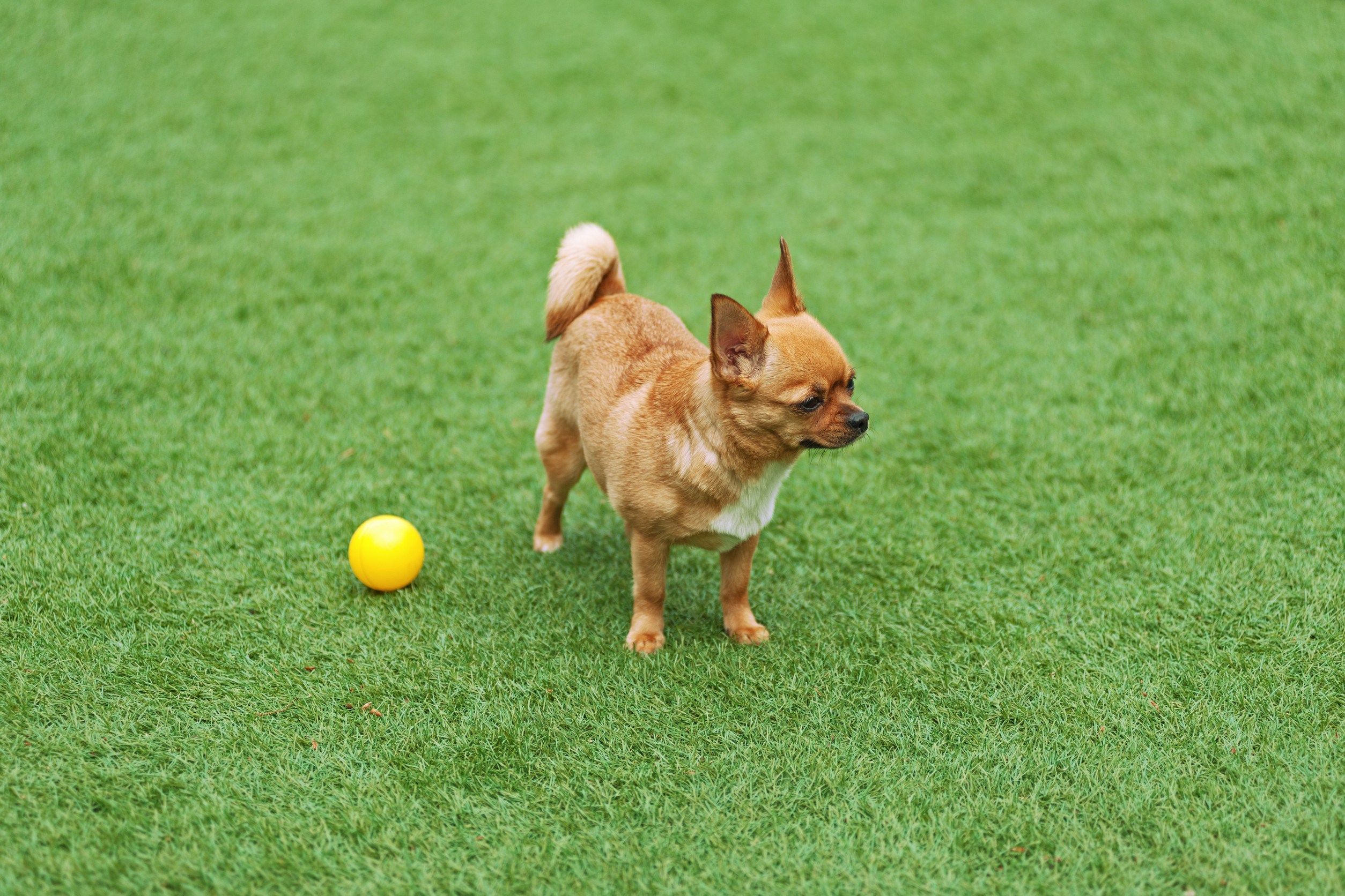 Happy dog sitting on green artificial turf in a Tucson backyard