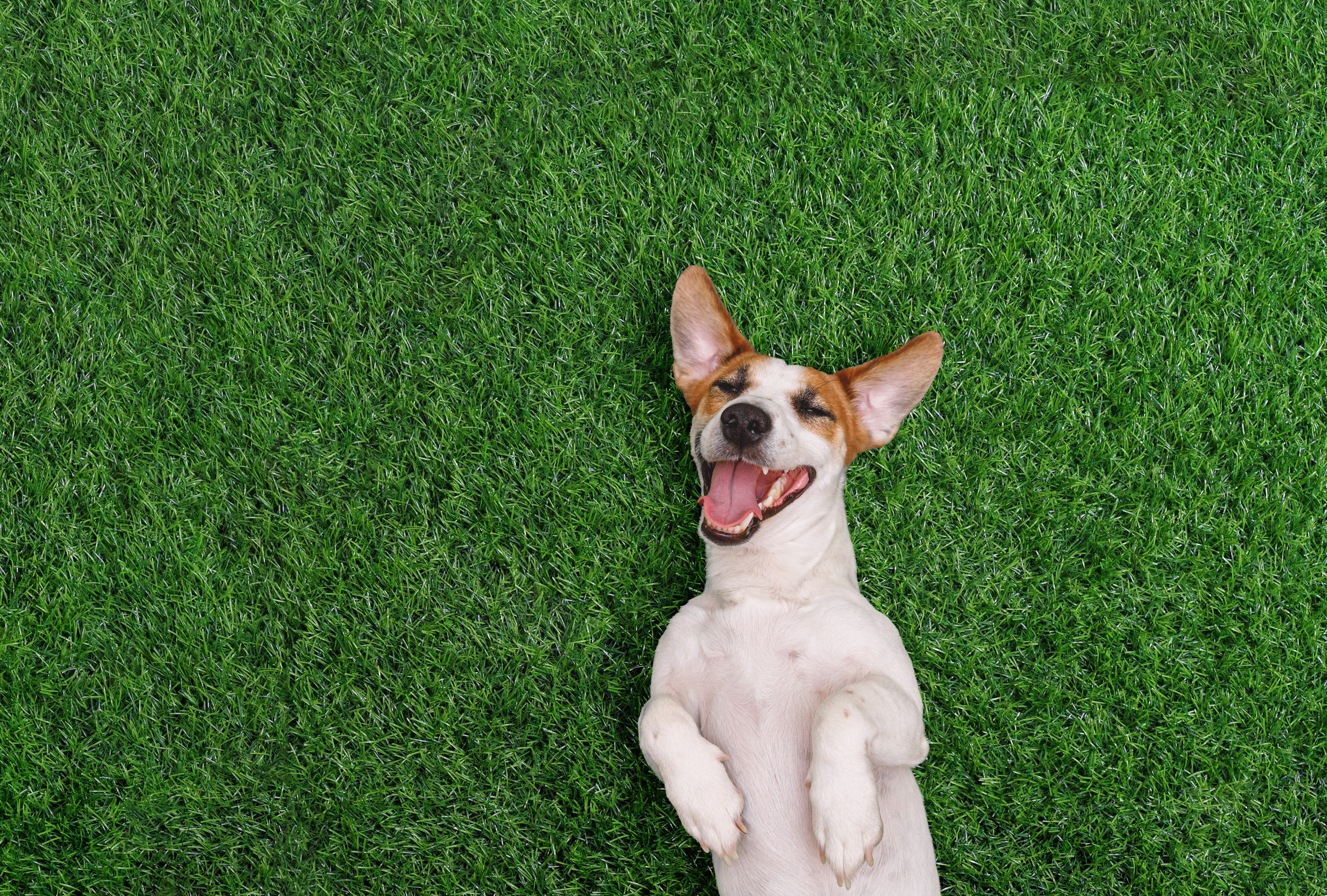 Happy dog on artificial turf in a Marana backyard with desert landscaping