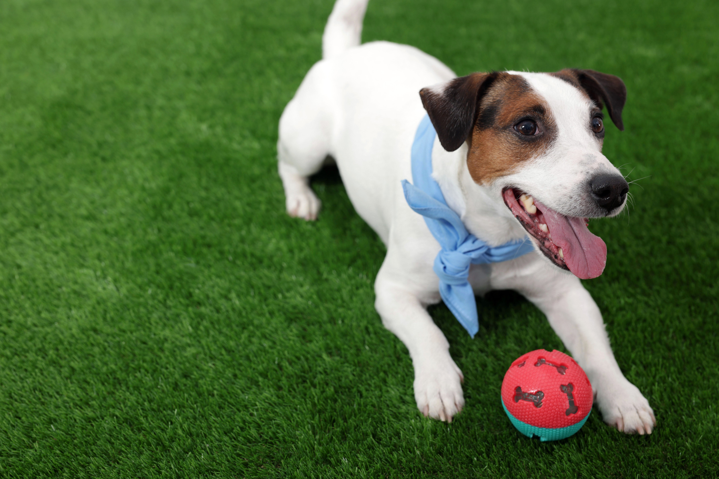 Cute Jack Russell Terrier dog with pet toy lying on green grass. dog playing on artificial turf in a landscaped Oro Valley backyard