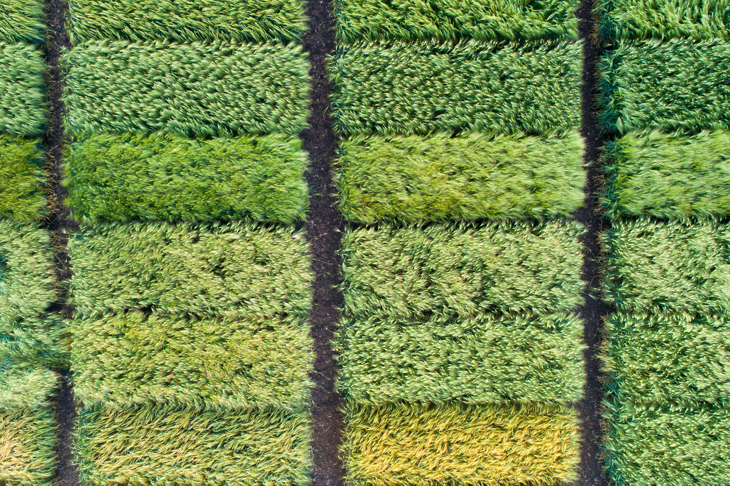 artificial turf samples from AZ Turf Kings in Tucson