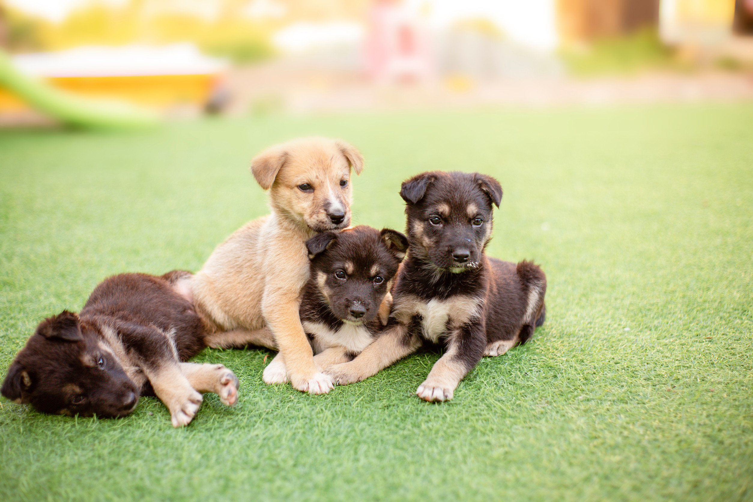 dogs on pet-friendly turf installation in Tucson backyard