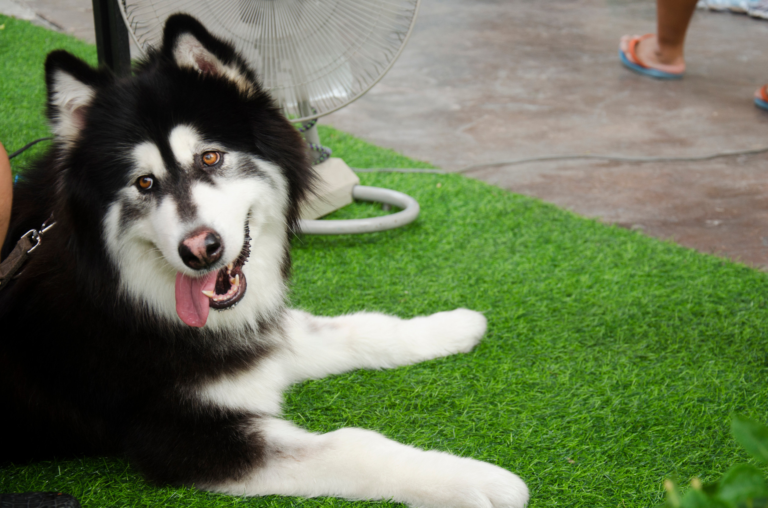 Dog breed alaskan malamute giant : dog resting on pet friendly artificial turf installed by AZ Turf King in Oro Valley Arizona
