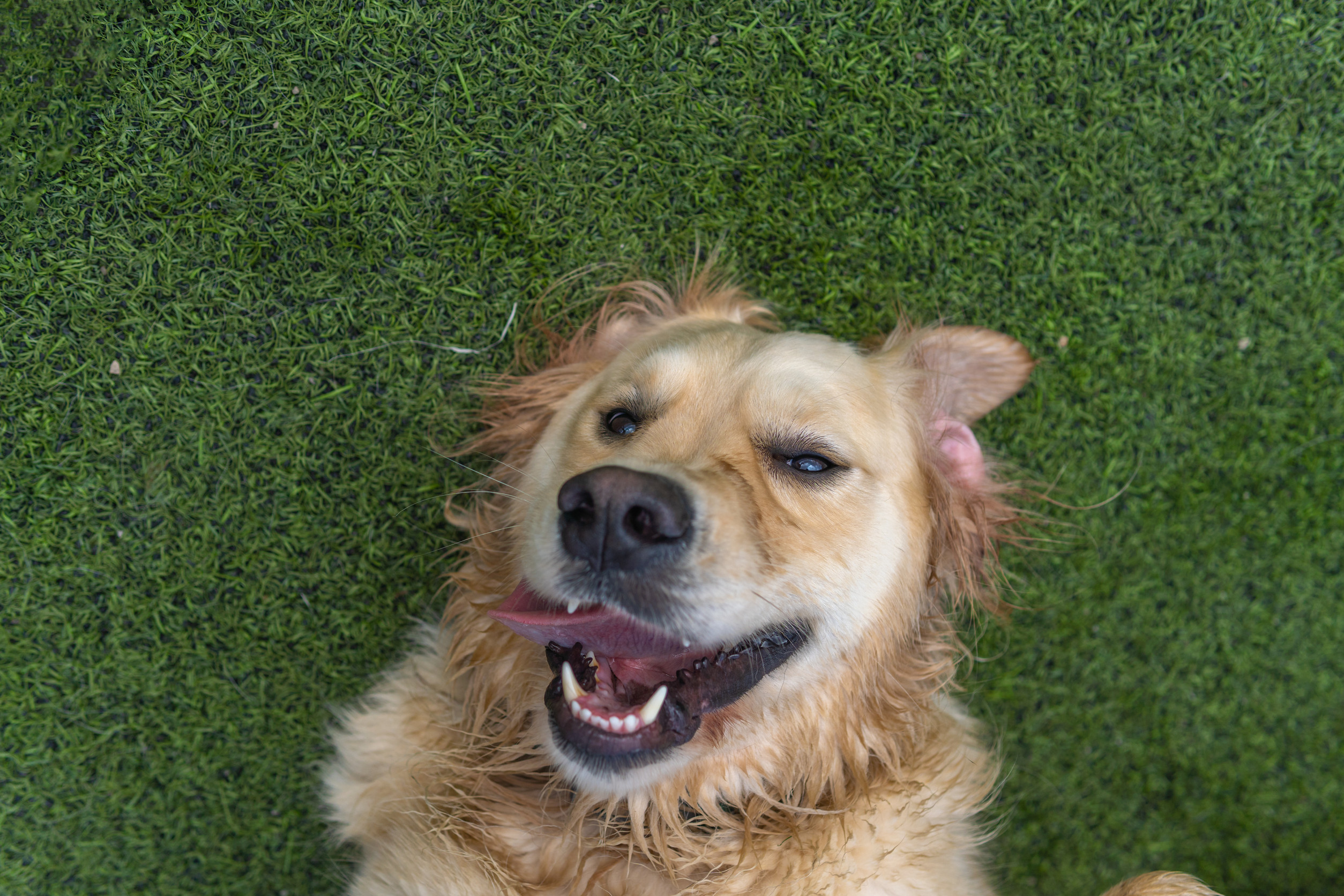Closeup shot of happy golden retriever lying on back and smiling in background of grassy field dog relaxing on pet friendly artificial turf in a Tucson backyard